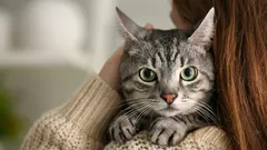 Come i gatti ci sentono e ci vedono: una simulazione che sorprende fin dai primi secondi