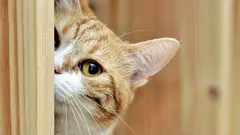 Perché i gatti ci ignorano: 6 motivi della disobbedienza negli animali domestici