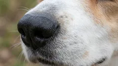 Questa razza di cane è la più facile da addestrare: gli esperti svelano l’amico più fedele