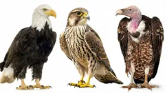 Metti alla prova il tuo cervello: riesci a nominare questi rapaci in 30 secondi?