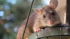 Come proteggere il compost dai ratti: cosa non aggiungere e cosa funziona davvero