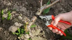 Queste piante vanno sempre potate a marzo: i giardinieri hanno compilato un elenco di 10 specie