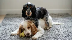 Foto degli amici a quattro zampe: i cani preferiti giocano dopo la passeggiata