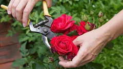 Come potare una rosa per farla fiorire meglio: i giardinieri svelano dettagli importanti